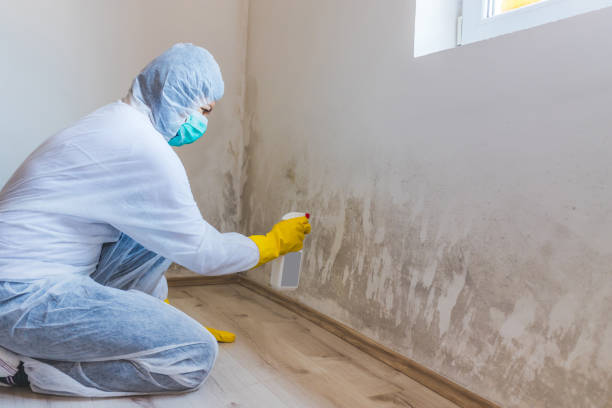 Mold Remediation specialist working in Budd Lake